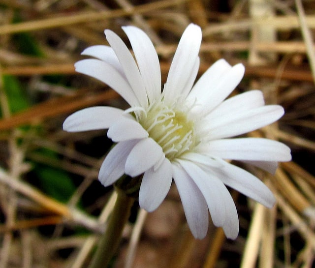 Chaptalia tomentosa
