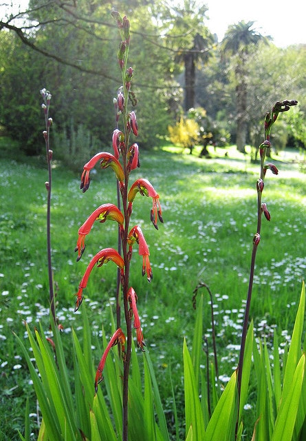 Chasmanthe aethiopica