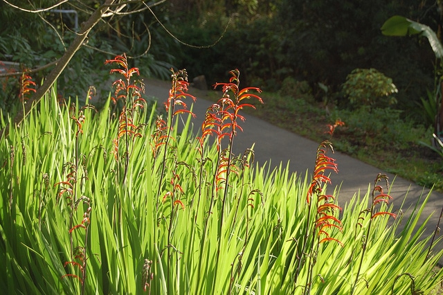 Chasmanthe aethiopica