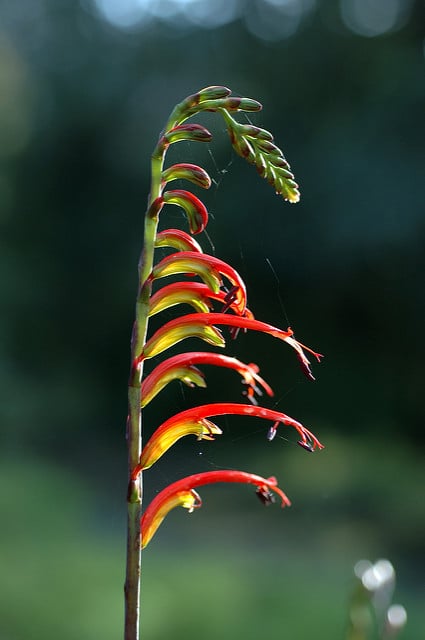 Chasmanthe aethiopica