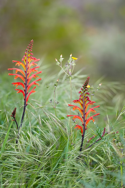 Chasmanthe aethiopica