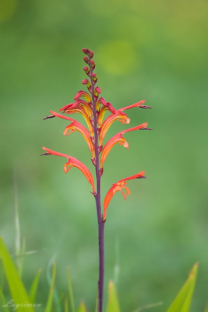 Chasmanthe aethiopica