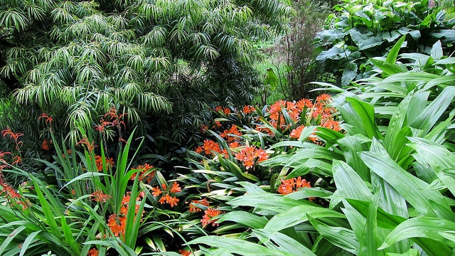 Chasmanthe bicolor