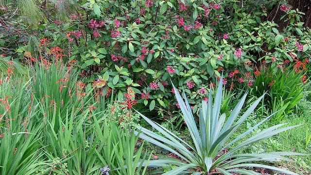 Chasmanthe bicolor