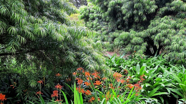 Chasmanthe bicolor
