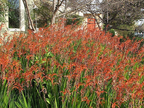 Chasmanthe bicolor (Chasmanthe bicolor)