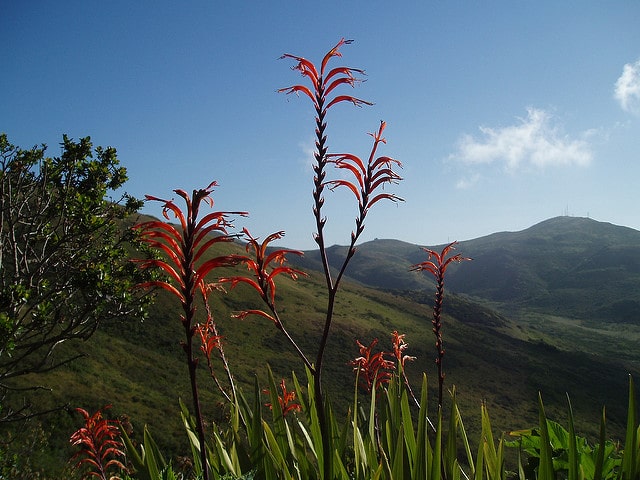 Chasmanthe floribunda