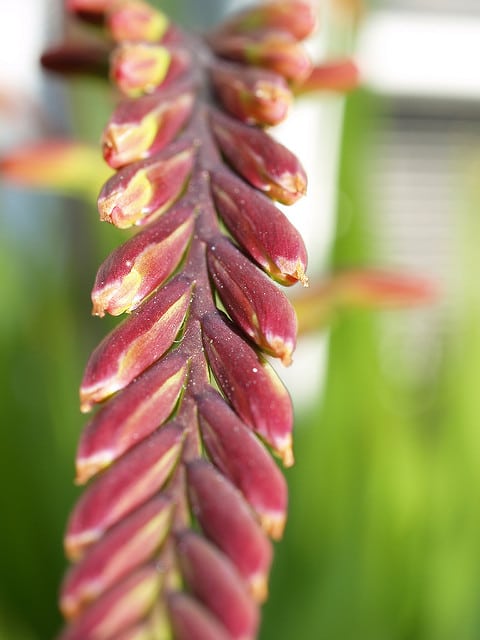 Chasmanthe floribunda