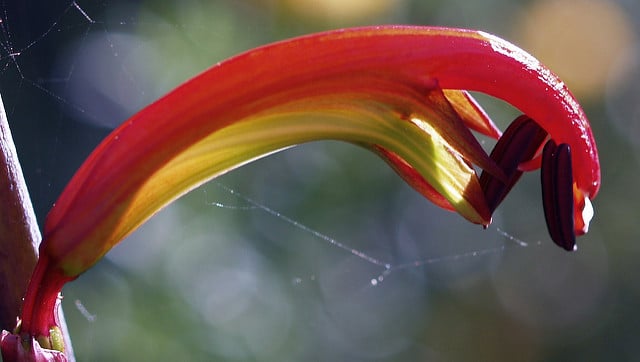 Chasmanthe floribunda