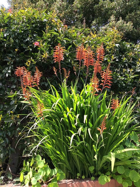 Chasmanthe floribunda
