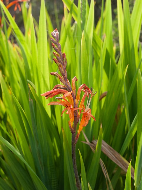 Chasmanthe floribunda