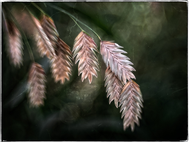 Chasmanthium latifolium (Chasmanthium latifolium)