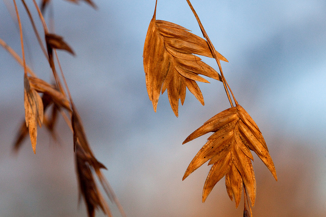 Chasmanthium latifolium
