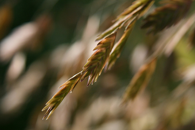 Chasmanthium latifolium