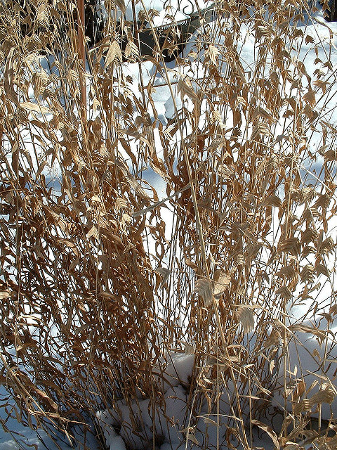 Chasmanthium latifolium