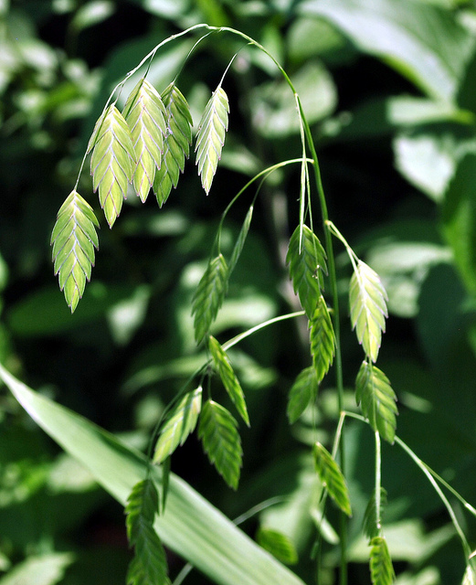Chasmanthium latifolium