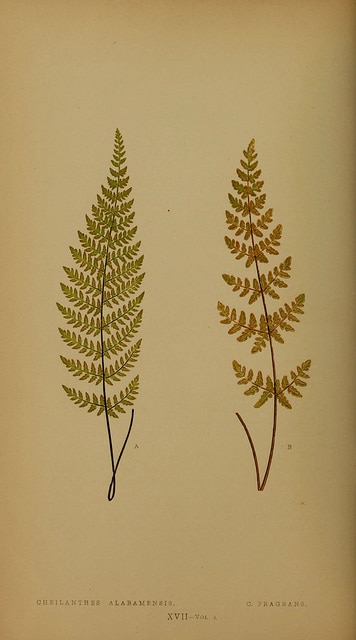 Cheilanthes alabamensis (Cheilanthes alabamensis)