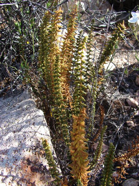 Cheilanthes bonariensis