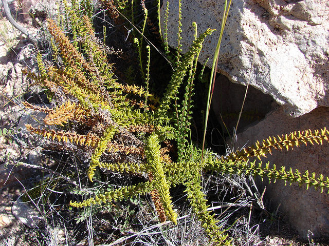 Cheilanthes bonariensis (Cheilanthes bonariensis)