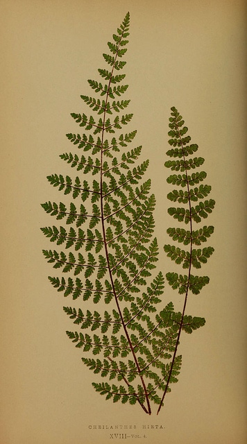 Cheilanthes hirta (Cheilanthes hirta)