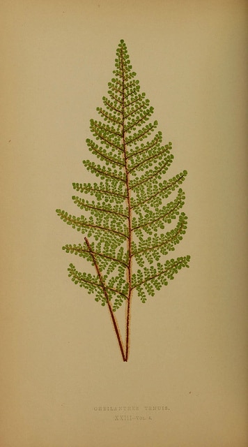 Cheilanthes lendigera (Cheilanthes lendigera)