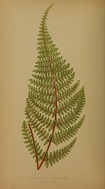 Cheilanthes lendigera