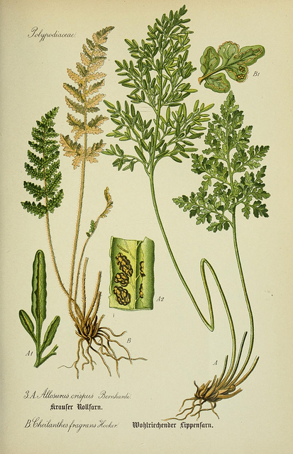 Cheilanthes pteridioides (Cheilanthes pteridioides)