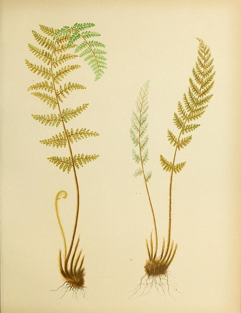Cheilanthes tomentosa
