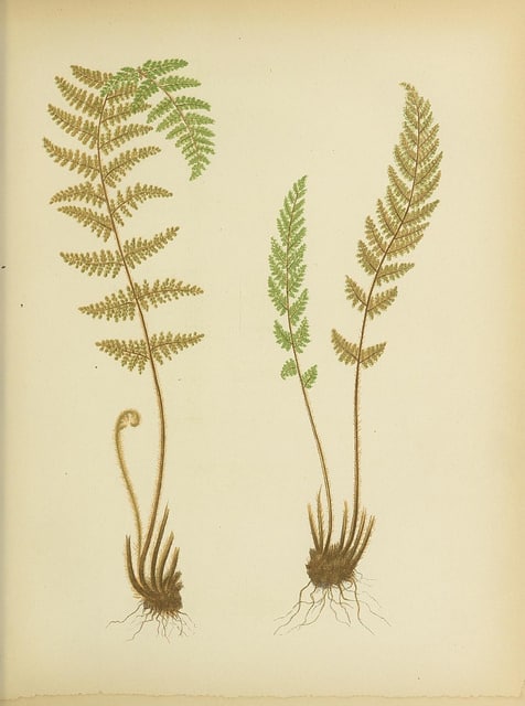 Cheilanthes tomentosa