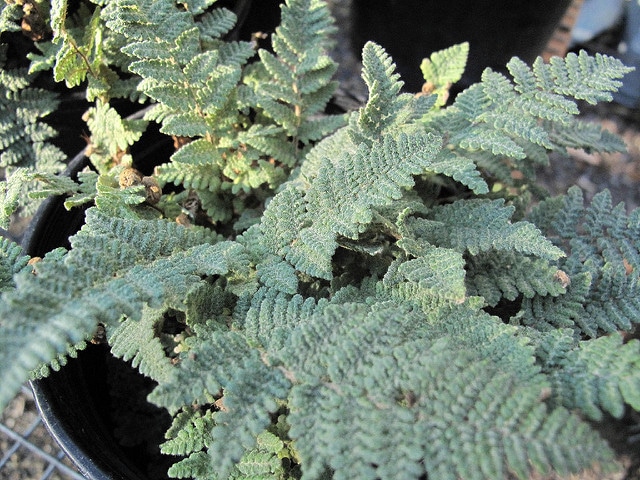 Cheilanthes tomentosa (Cheilanthes tomentosa)