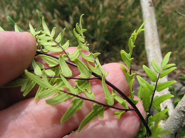 Cheilanthes viridis