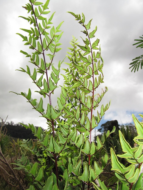 Cheilanthes viridis