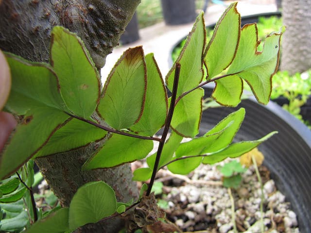 Cheilanthes viridis