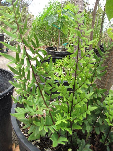 Cheilanthes viridis