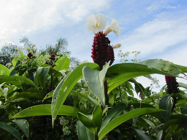 Gingembre crêpe (Cheilocostus speciosus)