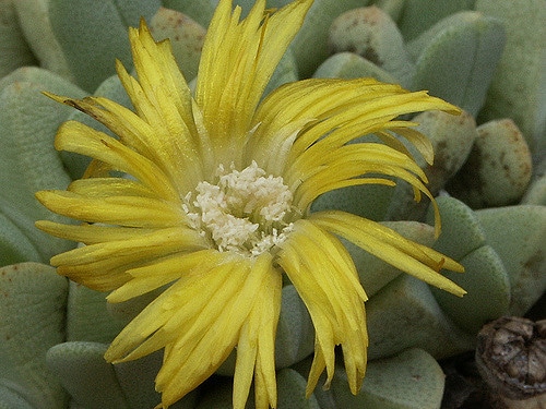 Cheiridopsis caroli-schmidtii (Cheiridopsis caroli-schmidtii)