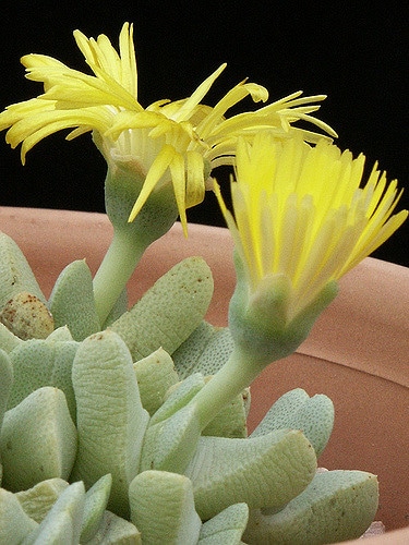 Cheiridopsis caroli-schmidtii