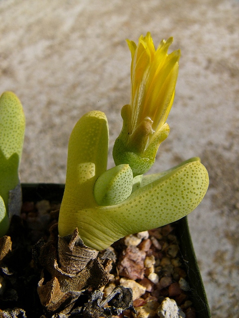 Cheiridopsis caroli-schmidtii