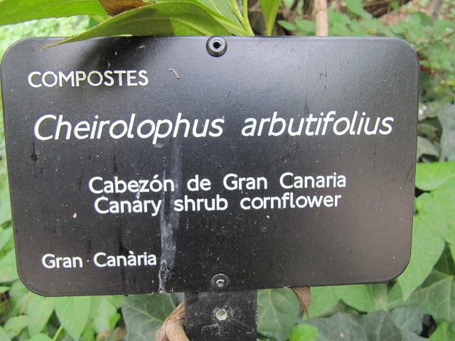 Cheirolophus arbutifolius