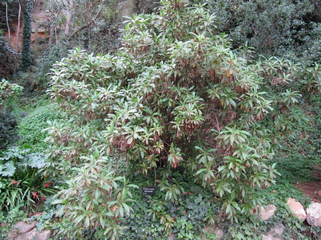 Cheirolophus arbutifolius