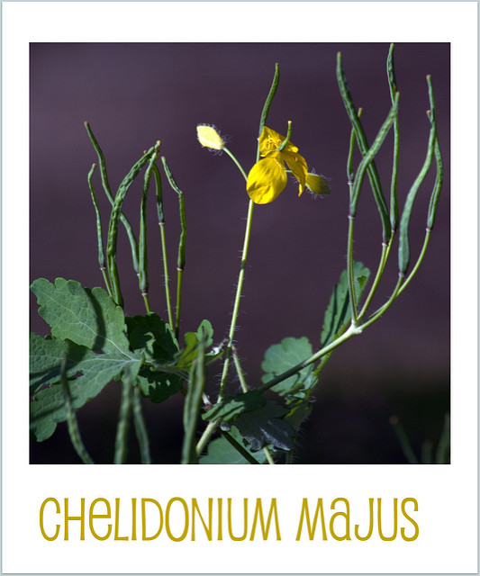 Grande chélidoine