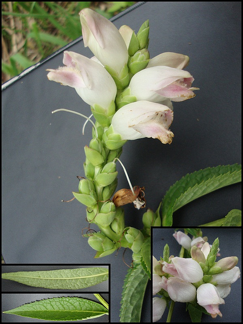Chelone glabra