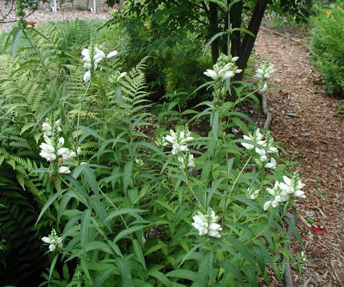 Chelone glabra