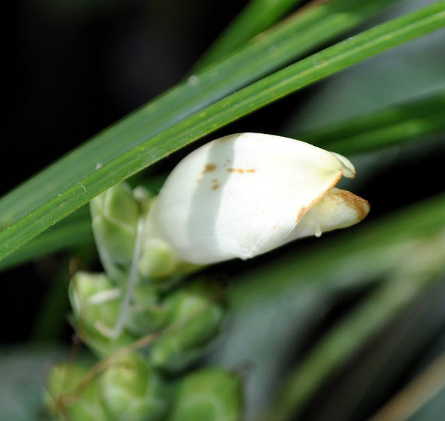 Chelone glabra