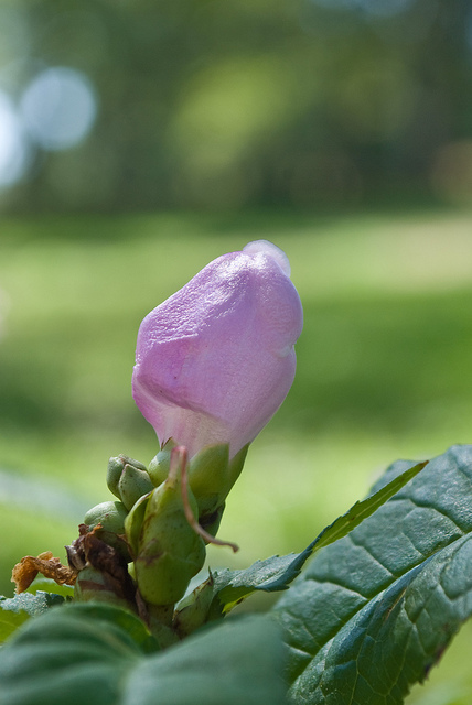 Chelone glabra