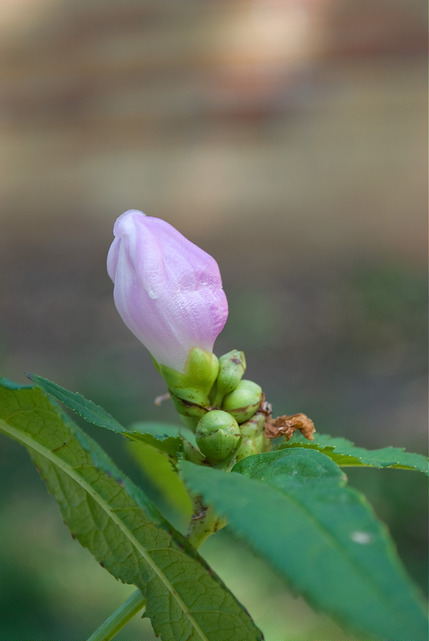 Chelone glabra