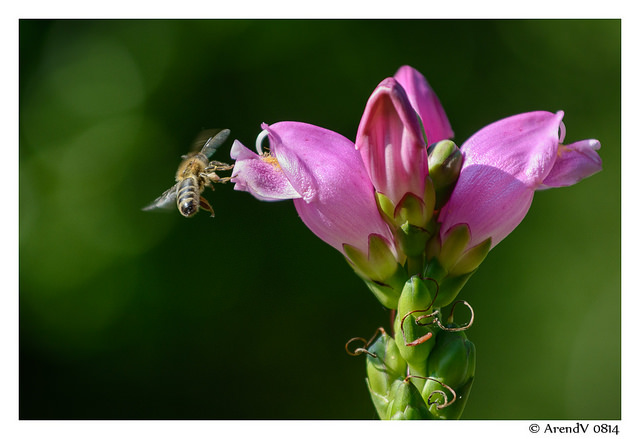 Galane oblique (Chelone obliqua)