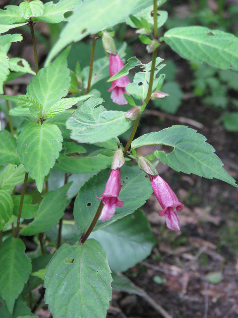 Chelonopsis moschata (Chelonopsis moschata)