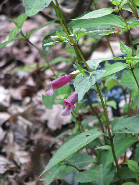 Chelonopsis moschata