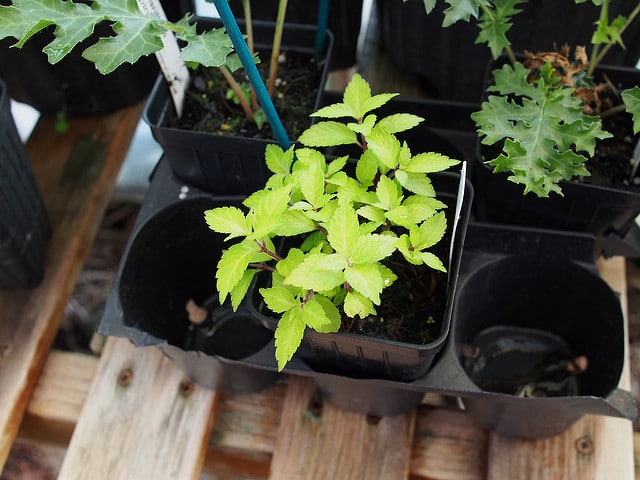 Chélone asiatique (Chelonopsis yagiharana)